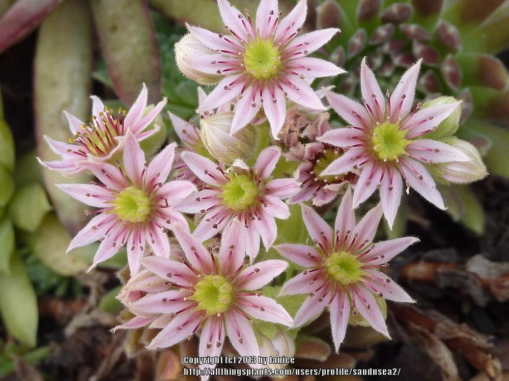 Photo of Hen and Chicks (Sempervivum 'Pacific Plum Fuzzy') uploaded by sandnsea2