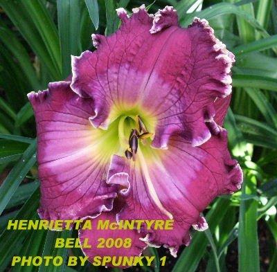 Photo of Daylily (Hemerocallis 'Henrietta McIntyre') uploaded by spunky1