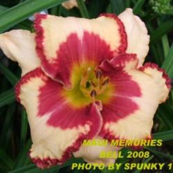 
Photo Courtesy of Fred Manning, Daylily Place. Used With Permissi