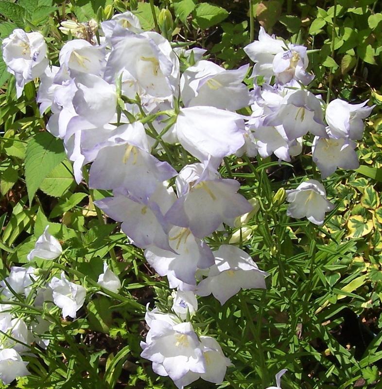 Photo of Peach-Leaf Bellflower (Campanula persicifolia 'Chettle Charm') uploaded by vic