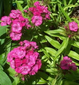 Photo of Sweet William (Dianthus barbatus) uploaded by vic