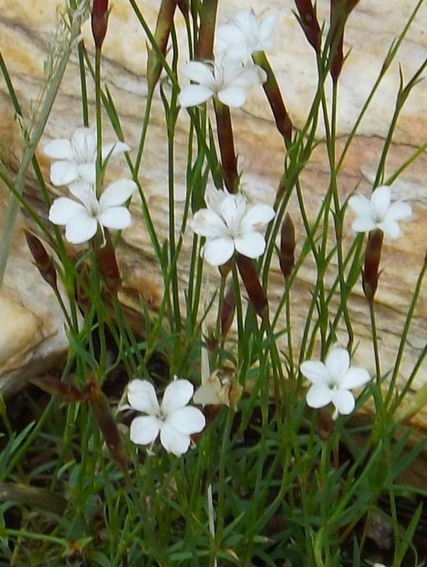 Photo of Dianthus (Dianthus petraeus) uploaded by vic