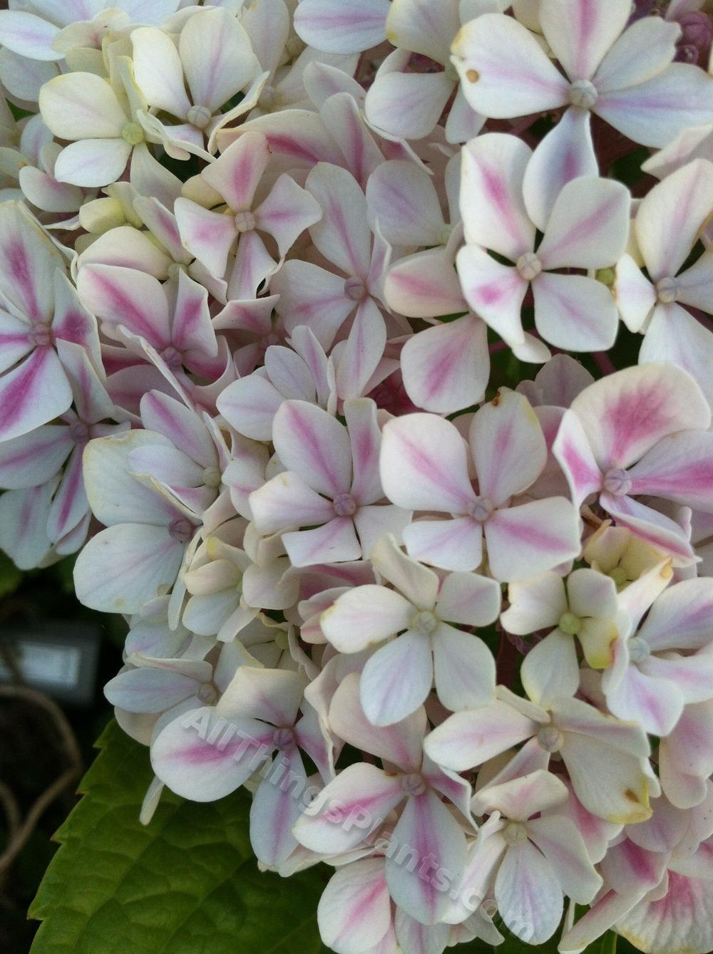 Photo of Hydrangea (Hydrangea macrophylla Forever & Ever® Peppermint) uploaded by BookerC1