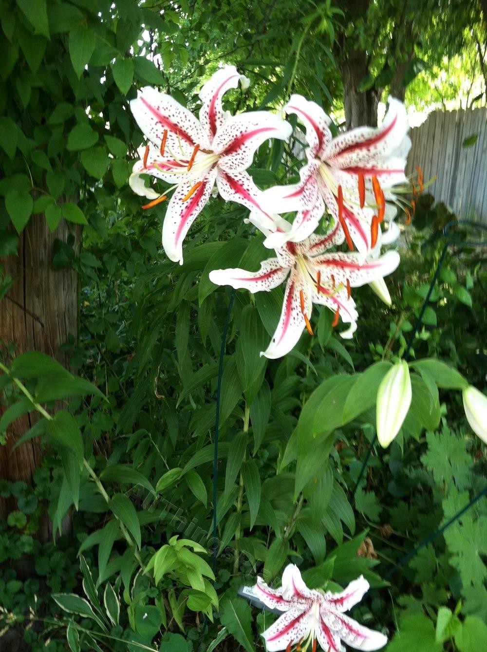 Photo of Oriental Lily (Lilium 'Dizzy') uploaded by BookerC1
