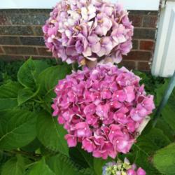 Location: Mackinaw, Illinois
Date: 2013-07-19
In my alkaline soil, this hydrangea is becoming more and more pin