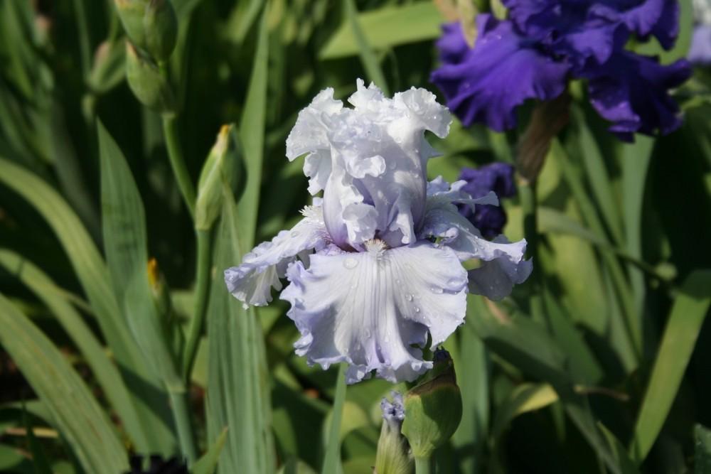 Photo of Tall Bearded Iris (Iris 'Through the Clouds') uploaded by KentPfeiffer