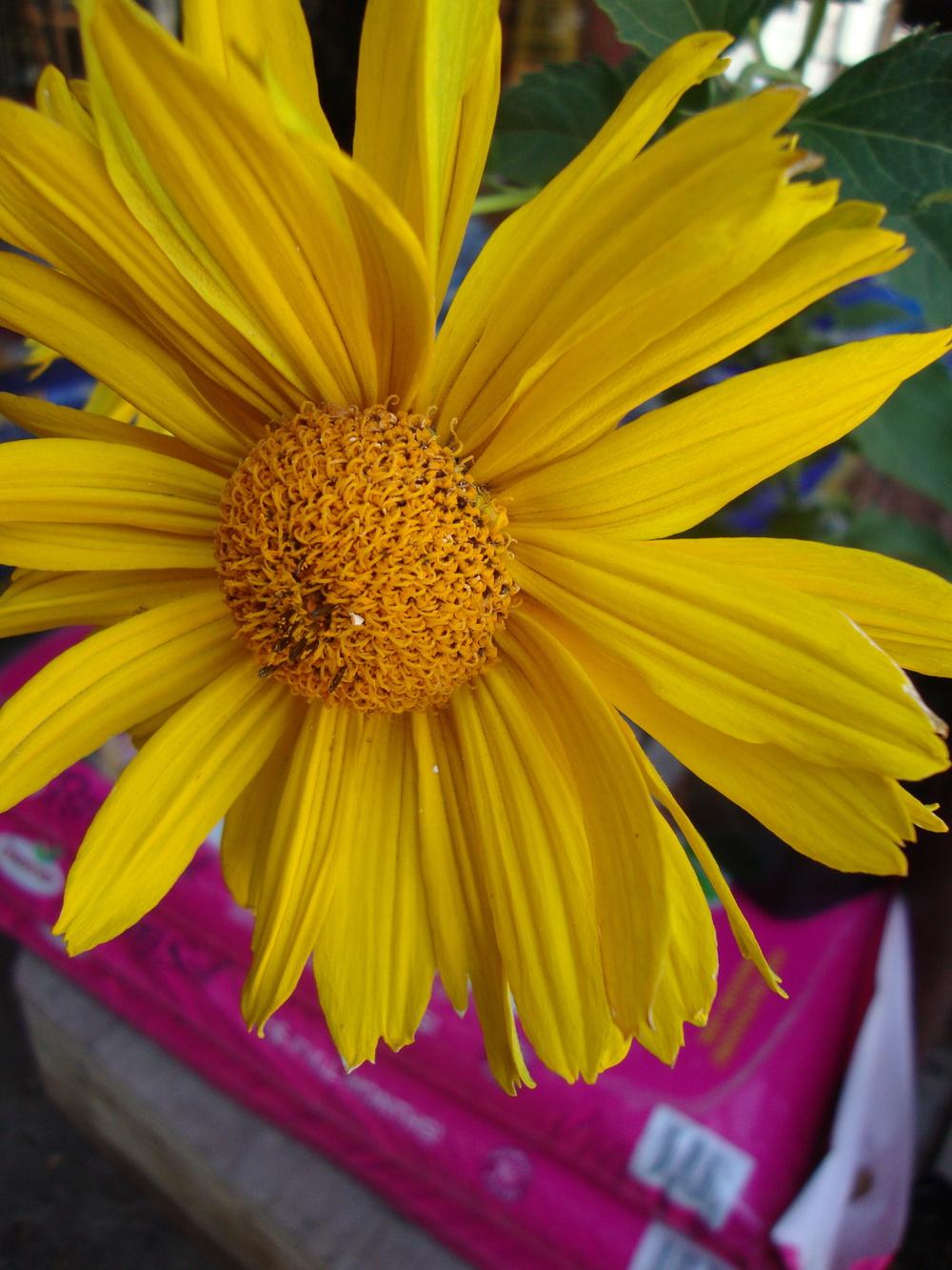 Photo of Oxeye Sunflower (Heliopsis helianthoides var. scabra 'Venus') uploaded by Paul2032