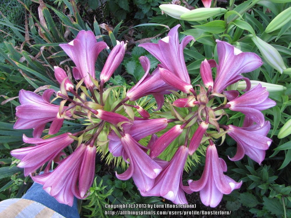 Photo of Lily (Lilium Pink Perfection) uploaded by Roosterlorn
