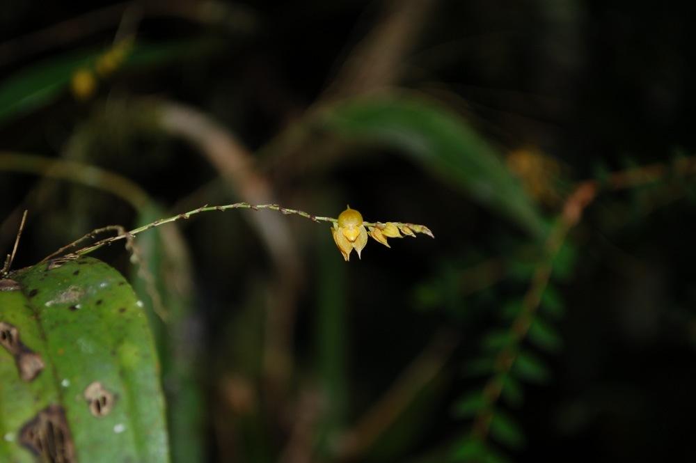 Photo of Orchid (Lepanthes hirtzii) uploaded by Ursula
