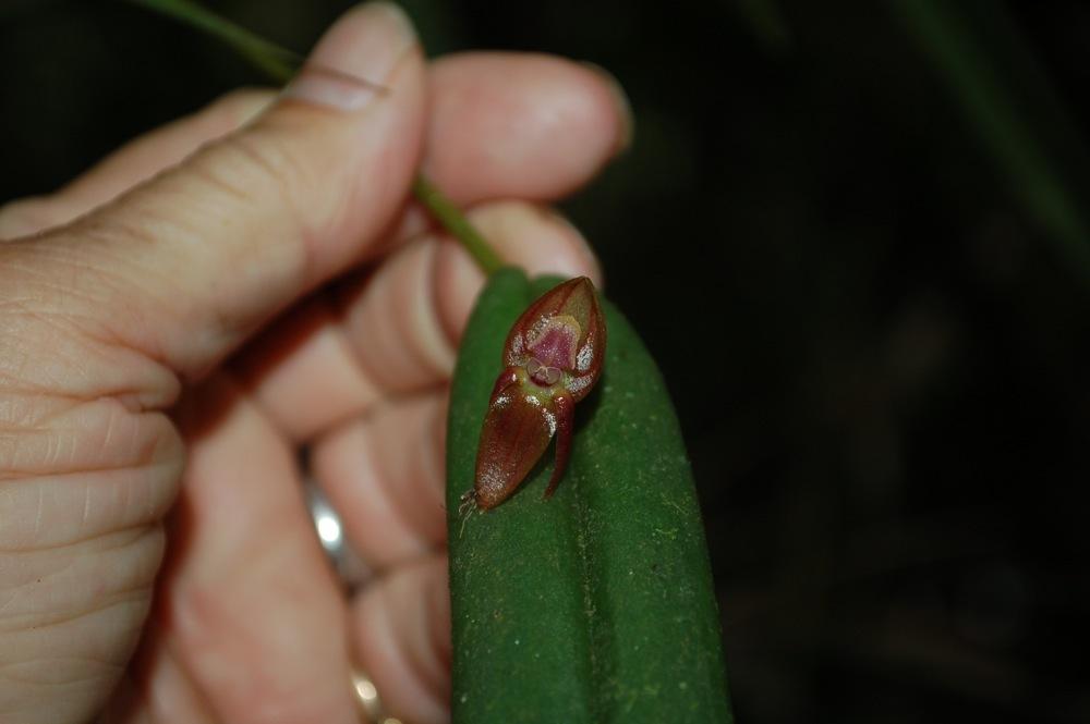 Photo of Orchid (Pleurothallis lilijae) uploaded by Ursula