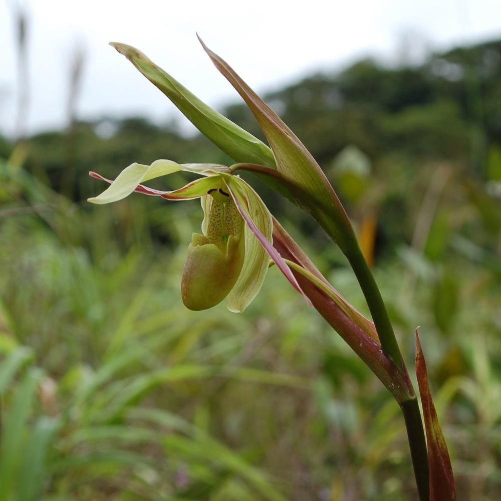 Photo of Orchid (Phragmipedium longifolium) uploaded by Ursula