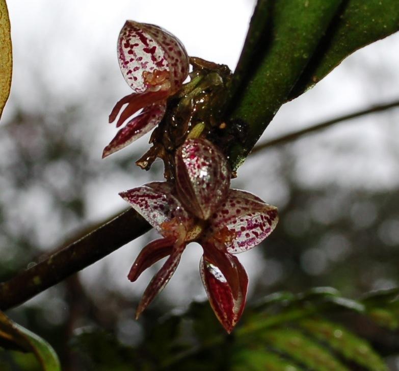 Photo of Orchid (Pleurothallis inflata) uploaded by Ursula