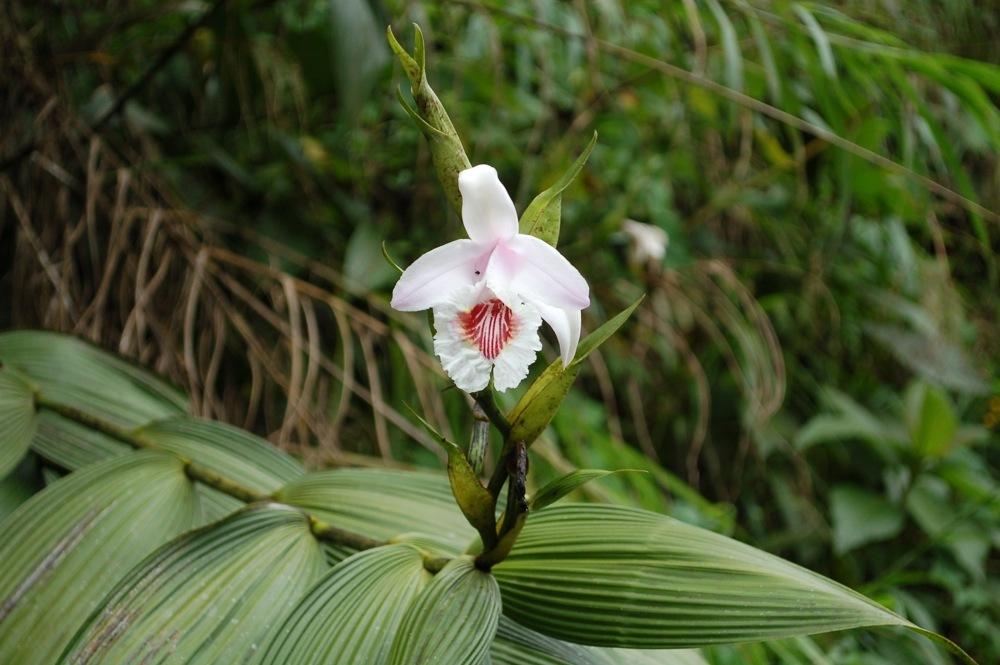 Photo of Orchid (Sobralia pulcherrima) uploaded by Ursula