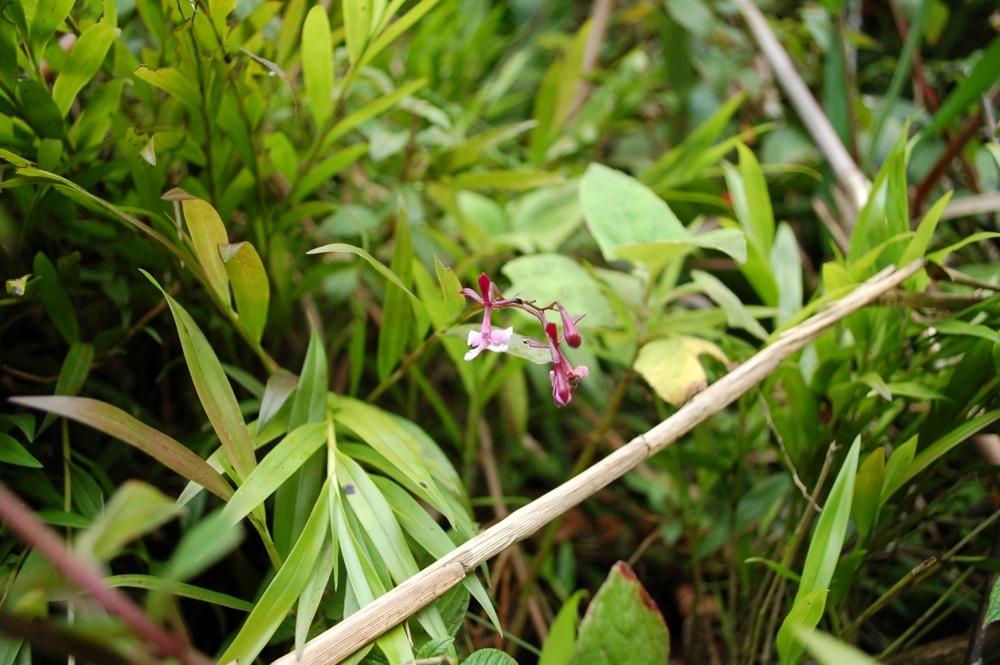 Photo of Orchid (Epidendrum englerianum) uploaded by Ursula