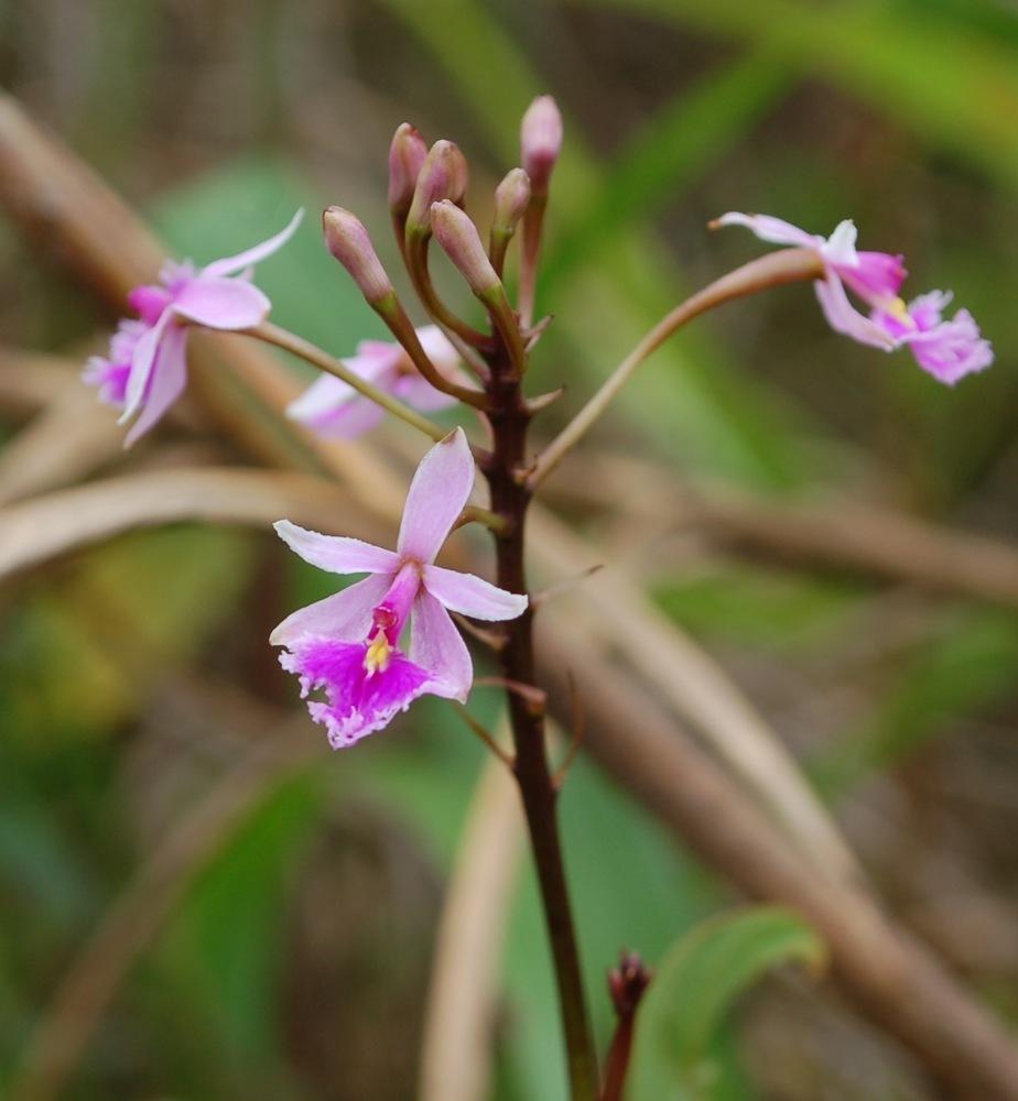 Photo of Orchid (Epidendrum calanthum) uploaded by Ursula