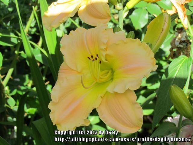 Photo of Daylily (Hemerocallis 'Rainbow Radiance') uploaded by daylilydreams