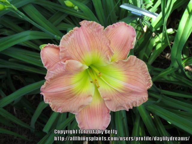 Photo of Daylily (Hemerocallis 'True Pink Beauty') uploaded by daylilydreams