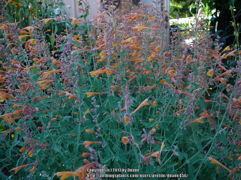 Photo of Anise Hyssop (Agastache aurantiaca 'Apricot Sprite') uploaded by duane456