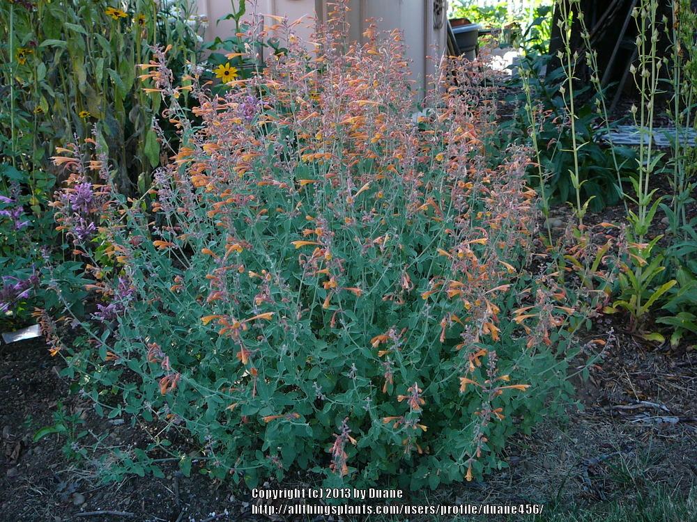 Photo of Anise Hyssop (Agastache aurantiaca 'Apricot Sprite') uploaded by duane456