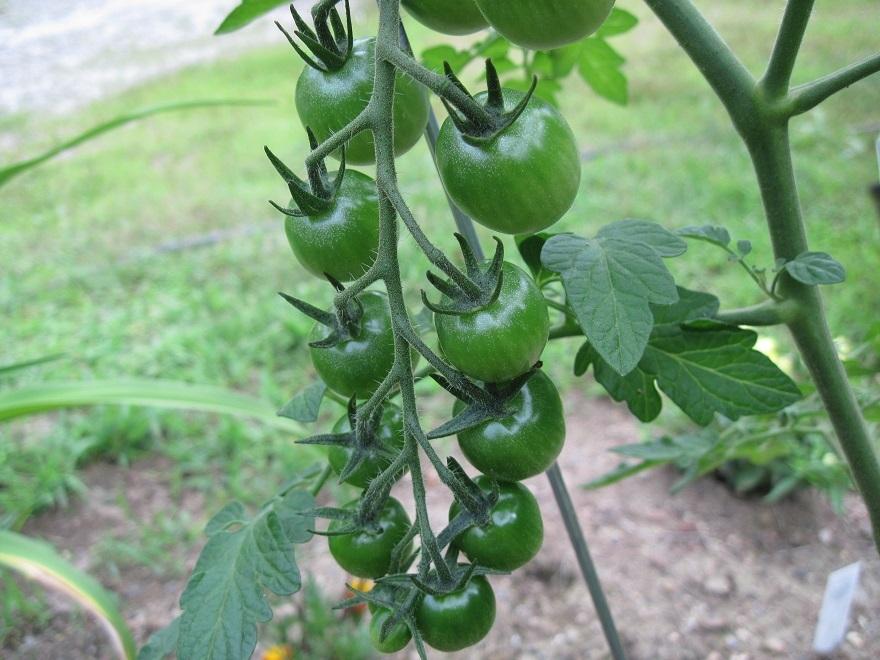 Photo of Tomato (Solanum lycopersicum 'Sweet Million') uploaded by robertduval14