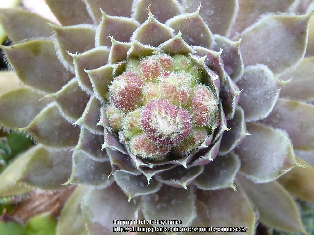 Photo of Hen and Chicks (Sempervivum 'Lavender and Old Lace') uploaded by sandnsea2