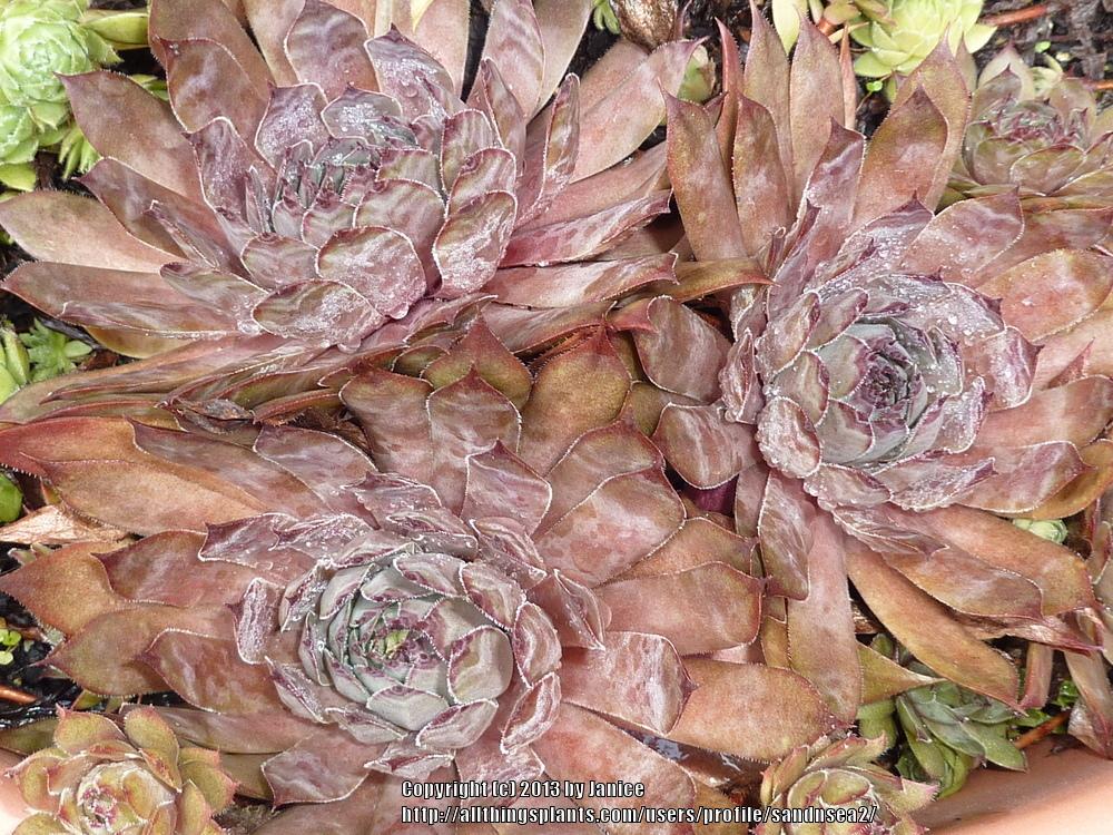 Photo of Hen and Chicks (Sempervivum 'Red Rum') uploaded by sandnsea2