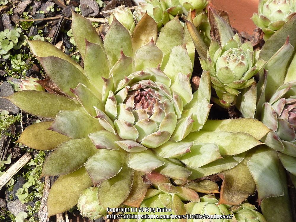 Photo of Hen and Chicks (Sempervivum 'Silver Spring') uploaded by sandnsea2