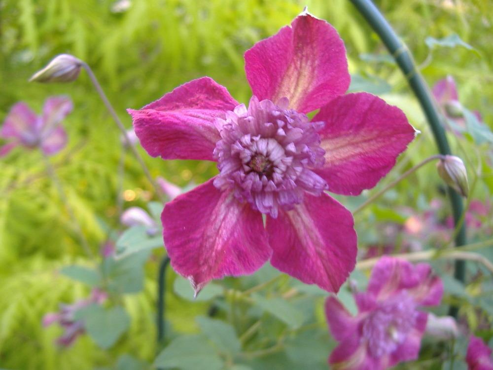 Photo of Clematis Avant-Garde™ uploaded by tveguy3