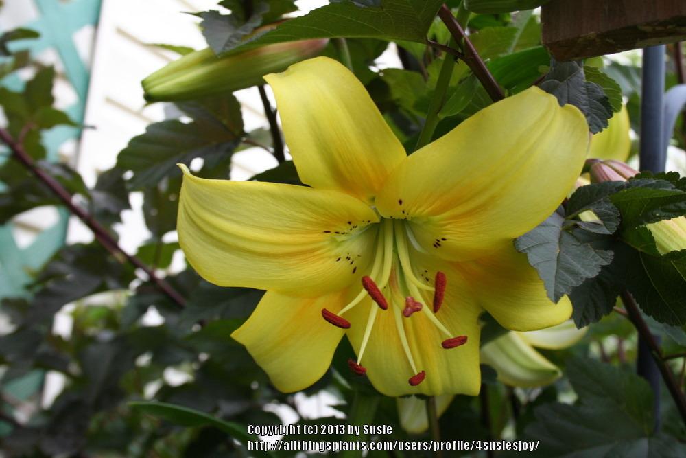 Photo of Lily (Lilium 'Yellow Whoppers') uploaded by 4susiesjoy