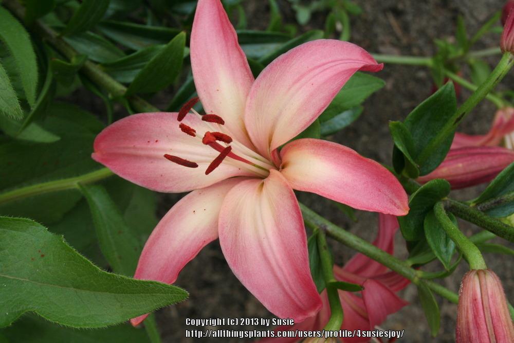 Photo of Lily (Lilium 'Fairest') uploaded by 4susiesjoy