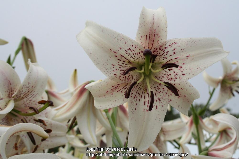 Photo of Asiatic Lily (Lilium 'Rosepoint Lace') uploaded by 4susiesjoy