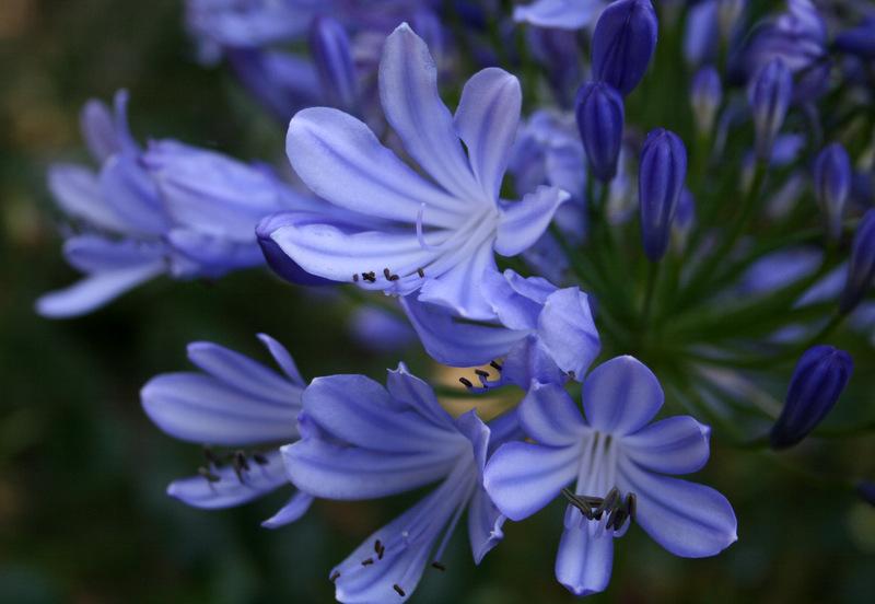 Photo of Lily of the Nile (Agapanthus) uploaded by Calif_Sue