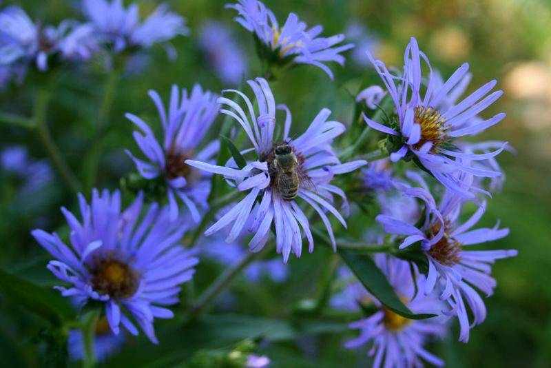 Photo of Aster (Symphyotrichum novae-angliae 'Skyscraper') uploaded by Calif_Sue