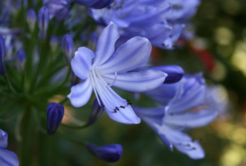Photo of Lily of the Nile (Agapanthus) uploaded by Calif_Sue