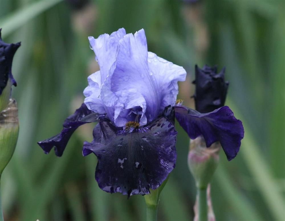 Photo of Tall Bearded Iris (Iris 'Dangerous Mood') uploaded by KentPfeiffer