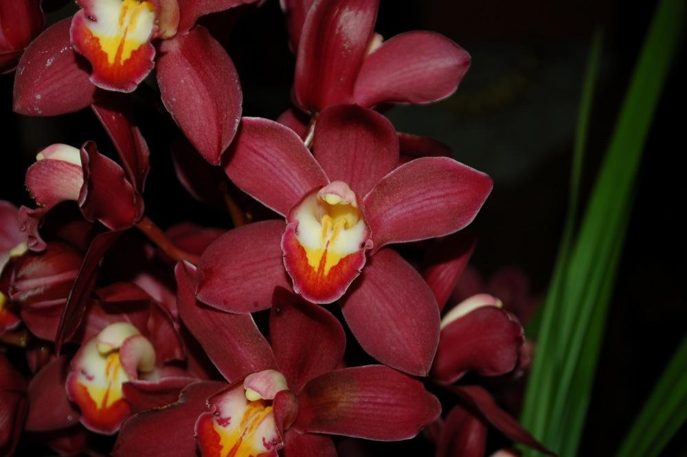 Photo of Orchid (Cymbidium) uploaded by Ursula