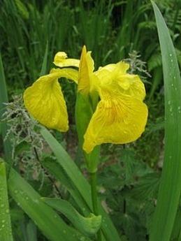 Photo of Yellow Flag (Iris pseudacorus) uploaded by vic
