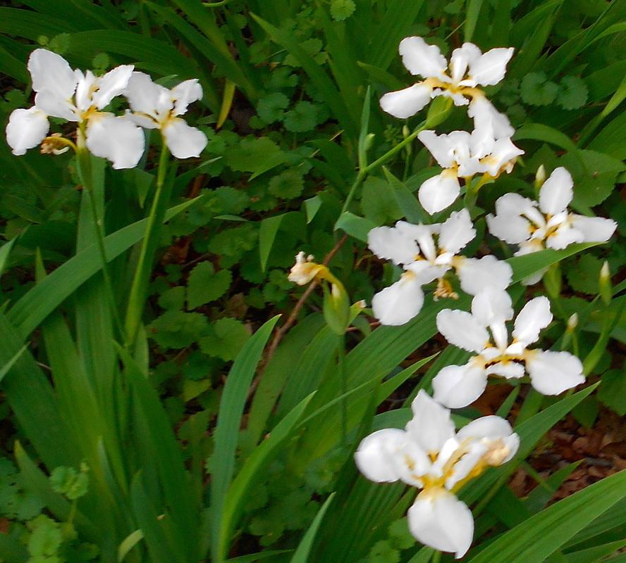 Photo of Species Iris (Iris tectorum 'Alba') uploaded by vic