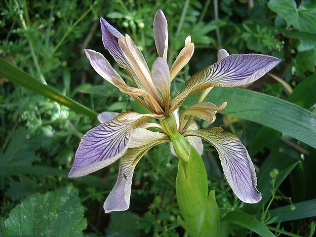 Photo of Species Iris (Iris foetidissima) uploaded by vic