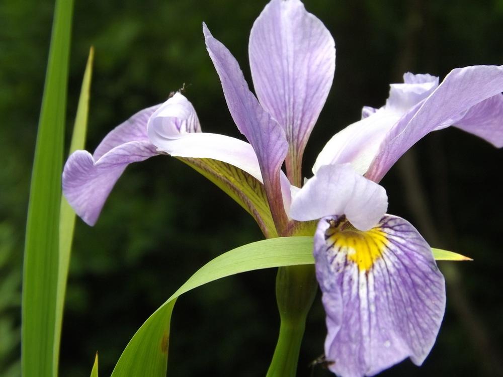Photo of Species Iris (Iris virginica) uploaded by vic