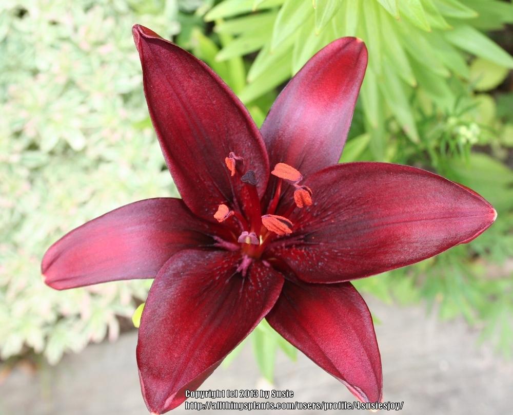 Photo of Lily (Lilium 'Dimension') uploaded by 4susiesjoy