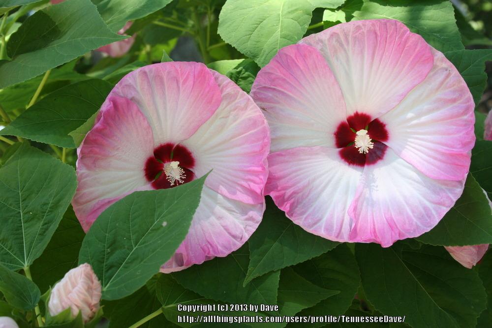 Photo of Hybrid Hardy Hibiscus (Hibiscus Luna™ Pink Swirl) uploaded by TennesseeDave