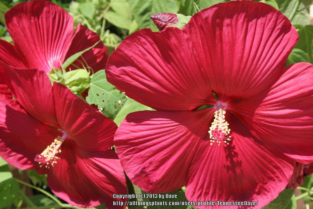 Photo of Hybrid Hardy Hibiscus (Hibiscus Luna™ Red) uploaded by TennesseeDave