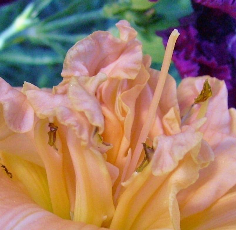 Photo of Daylily (Hemerocallis 'Tropical Centerpiece') uploaded by chalyse
