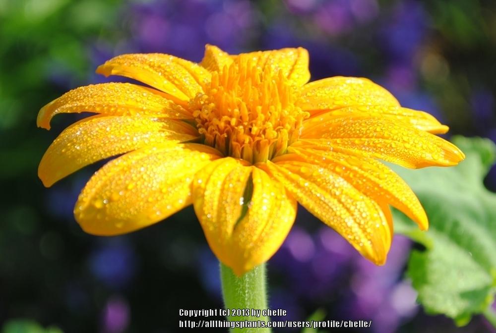 Photo of Mexican Sunflower (Tithonia rotundifolia 'Yellow Torch') uploaded by chelle
