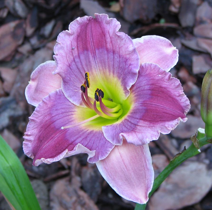 Photo of Daylily (Hemerocallis 'Guided by Voices') uploaded by mlt