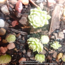 Location: my garden zone 7b NC, USA
Date: 2013-07-21
a tiny sempervivum