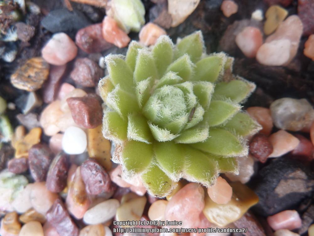 Photo of Hen and Chicks (Sempervivum 'Rosa Madchen') uploaded by sandnsea2