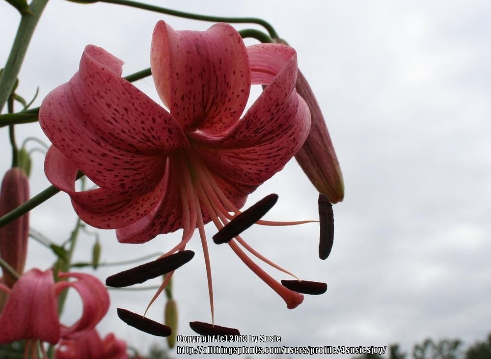 Photo of Lily (Lilium 'Eros') uploaded by 4susiesjoy