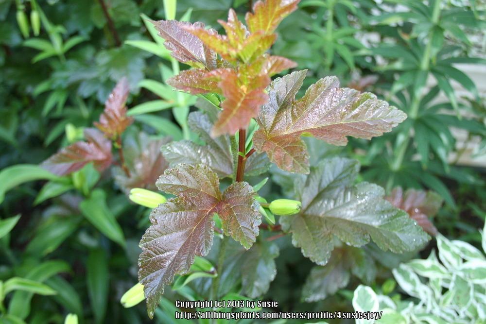 Photo of Eastern Ninebark (Physocarpus opulifolius Diabolo®) uploaded by 4susiesjoy